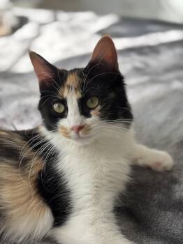 Rescue Domestic Long Hair Cats for Adoption in Marengo, Illinois - Petula | PetCurious