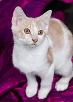 Rescue Tabby and Domestic Short Hair Cats for Adoption in Chattanooga, Tennessee - Finnick | PetCurious