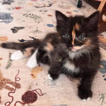 Darya -  Domestic Medium Hair Cat for Adoption in Cumming, Georgia - Darya | PetCurious