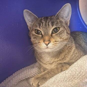 Domestic Short Hair Cats Available for Adoption in Burlingame, California - Concha | PetCurious
