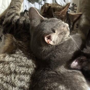 Liberty & Dixon -  Domestic Short Hair Cat for Adoption in Ben Avon, Pennsylvania - Liberty & Dixon | PetCurious