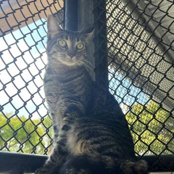 Domestic Short Hair Cats Available for Adoption in Sarasota, Florida - Taco | PetCurious