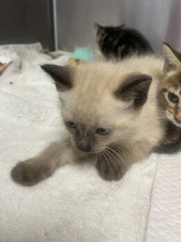 Evermore -  Siamese and Domestic Short Hair Cat for Adoption in Roseville, California - Evermore | PetCurious