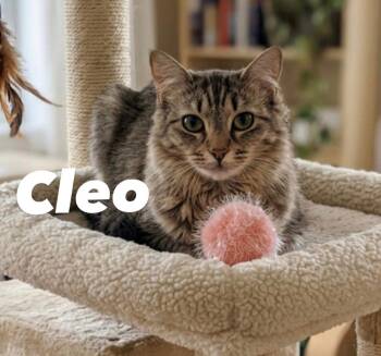 Cleo -  Maine Coon Cat for Adoption in Chandler, Arizona - Cleo | PetCurious