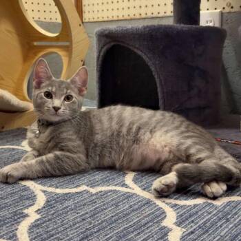 JAG -  Domestic Short Hair Cat for Adoption in Greenfield, Indiana - JAG | PetCurious