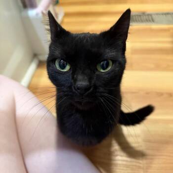 Gigi -  Domestic Short Hair Cat for Adoption in Granville, Ohio - Gigi | PetCurious