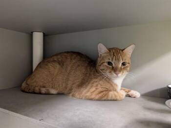 TEX -  Domestic Short Hair Cat for Adoption in Rowlett, Texas - TEX | PetCurious