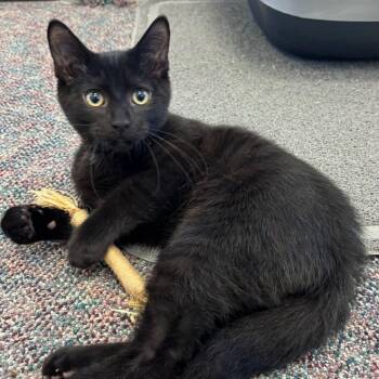 Fisher -  Domestic Short Hair Cat for Adoption in Buffalo, New York - Fisher | PetCurious