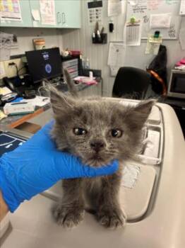 *BLUE -  Domestic Medium Hair Cat for Adoption in Woodland, California - *BLUE | PetCurious
