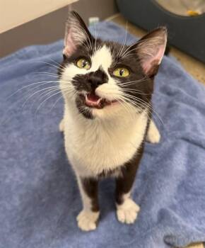 Domestic Short Hair Cats Available for Adoption in Leesburg, Virginia - ICED LAVENDER LATTE | PetCurious