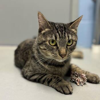 Rescue Domestic Short Hair Cats for Adoption in Lowell, Arkansas - Mercedes | PetCurious