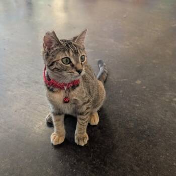 What-a-Burger -  Domestic Short Hair Cat for Adoption in Tylertown, Mississippi - What-a-Burger | PetCurious
