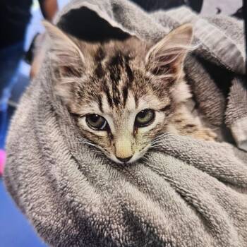 Primrose -  Domestic Short Hair Cat for Adoption in Greensboro, North Carolina - Primrose | PetCurious