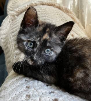 Tortoiseshell Cats Available for Adoption in Pasco, Washington - Liza | PetCurious