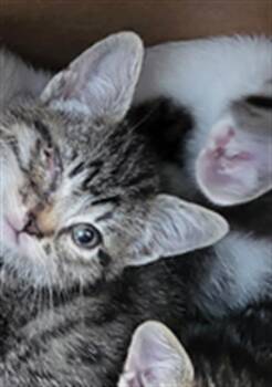 ACORN -  Domestic Long Hair Cat for Adoption in Dallas, Texas - ACORN | PetCurious