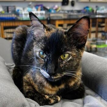 Mango -  Domestic Short Hair Cat for Adoption in Carmel, Indiana - Mango | PetCurious