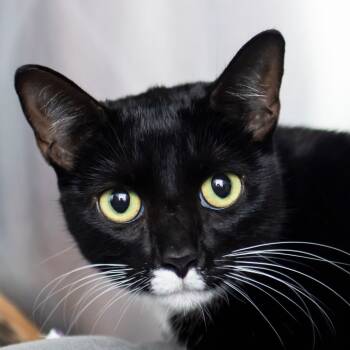 Rescue Domestic Short Hair Cats for Adoption in Middletown, Rhode Island - Dakota | PetCurious