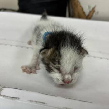 Malcolm -  Domestic Short Hair Cat for Adoption in Pasadena, California - Malcolm | PetCurious
