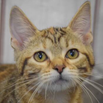 Mac -  Torbie and Domestic Short Hair Cat for Adoption in Huntley, Illinois - Mac | PetCurious