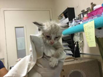 ROSE -  Domestic Short Hair Cat for Adoption in Riverside, California - ROSE | PetCurious