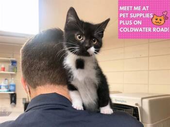 REGGIE -  Domestic Short Hair Cat for Adoption in Fort Wayne, Indiana - REGGIE | PetCurious