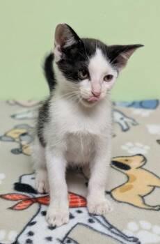 Eden -  Domestic Short Hair Cat for Adoption in Taylorsville, North Carolina - Eden | PetCurious