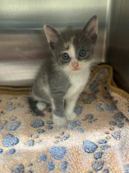 Domestic Short Hair Cats Available for Adoption in Kemp, Texas - Cedar | PetCurious