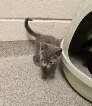 Lotus Lilypad 3 -  Domestic Short Hair Cat for Adoption in Fallston, Maryland - Lotus Lilypad 3 | PetCurious