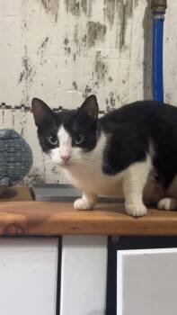 Rescue Domestic Short Hair Cats for Adoption in Saint Albans City, Vermont - Rowena | PetCurious
