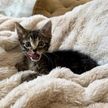 Leytonstone 14 -  Domestic Short Hair Cat for Adoption in Austin, Texas - Leytonstone 14 | PetCurious