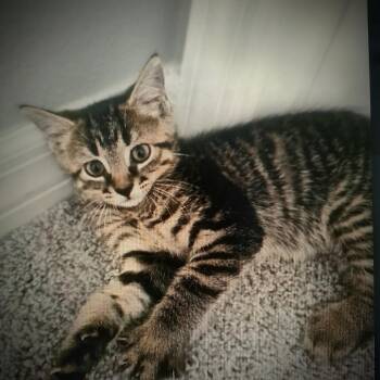 Bree -  Domestic Short Hair Cat for Adoption in Lake Panasoffkee, Florida - Bree | PetCurious