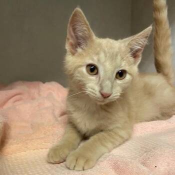 Otis -  Domestic Short Hair Cat for Adoption in Dayton, Ohio - Otis | PetCurious