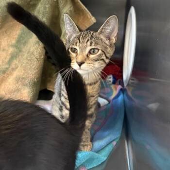 Fred -  Domestic Short Hair Cat for Adoption in Pittsburgh, Pennsylvania - Fred | PetCurious