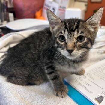 Fenway -  Domestic Short Hair Cat for Adoption in Flagstaff, Arizona - Fenway | PetCurious