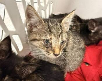 A1271585 -  Domestic Short Hair Cat for Adoption in Charlotte, North Carolina - A1271585 | PetCurious