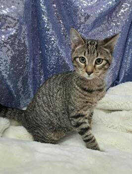 Rescue Domestic Short Hair Cats for Adoption in Clarkesville, Georgia - Baguette | PetCurious