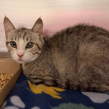 Doc -  American Shorthair Cat for Adoption in Cody, Wyoming - Doc | PetCurious