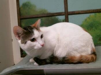 Domestic Short Hair Cats Available for Adoption in Houston, Texas - DOTTIE | PetCurious