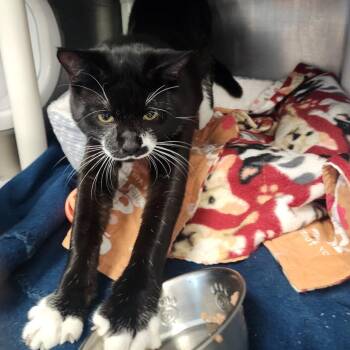 Smiley -  Domestic Short Hair Cat for Adoption in Brockton, Massachusetts - Smiley | PetCurious