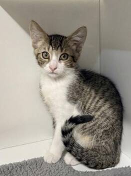Apple -  Domestic Short Hair Cat for Adoption in West Chester, Pennsylvania - Apple | PetCurious