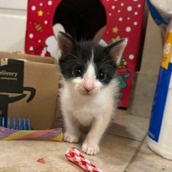 Jasper -  Domestic Short Hair Cat for Adoption in Houston, Texas - Jasper | PetCurious