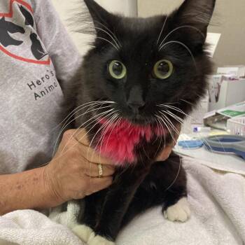 Ruby Peaches -  Domestic Long Hair and Domestic Short Hair Cat for Adoption in Grand Rapids, Minnesota - Ruby Peaches | PetCurious