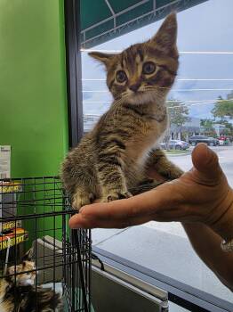 Domestic Short Hair Cats Available for Adoption in Maitland, Florida - Will | PetCurious
