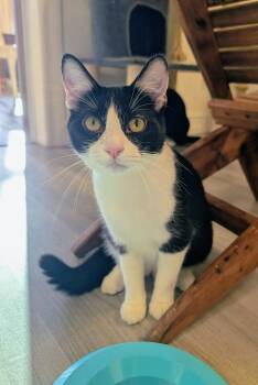 Bauer -  Domestic Short Hair Cat for Adoption in Palm Harbor, Florida - Bauer | PetCurious