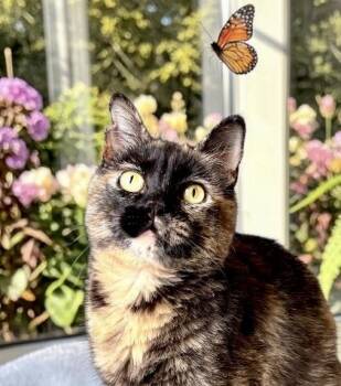 Marmalade -  Tortoiseshell Cat for Adoption in Perry, Iowa - Marmalade | PetCurious
