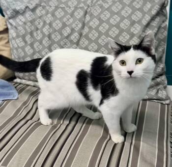 Domestic Short Hair Cats Available for Adoption - ChaCha | PetCurious