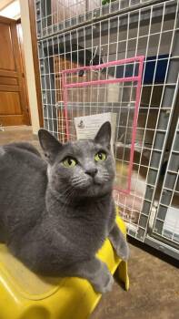 Kelsie -  Domestic Short Hair Cat for Adoption in Davenport, Iowa - Kelsie | PetCurious