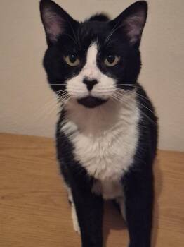 Domestic Short Hair Cats Available for Adoption in Rossville, Georgia - Hubert Jones  | PetCurious