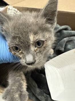 Domestic Short Hair Cats Available for Adoption in Las Vegas, Nevada - GRACIE | PetCurious