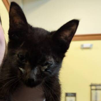 Eventide -  Domestic Short Hair Cat for Adoption in Lynchburg, Virginia - Eventide | PetCurious